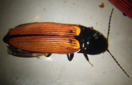 Réf. 277 270 : Ampedus sp.
